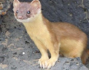 weasel-words
